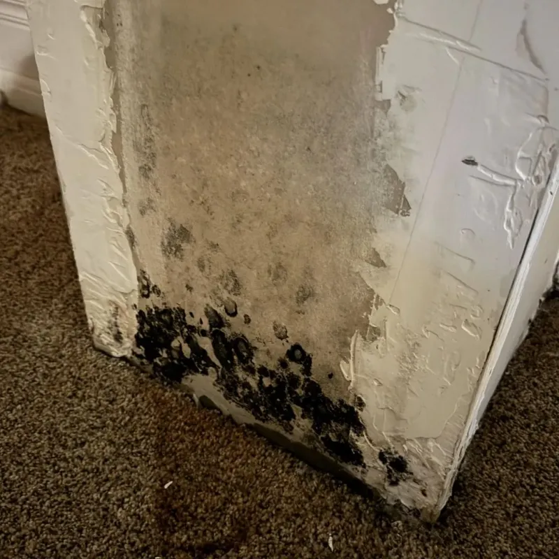 Professional Mold Removal in Santa Fe County, NM
